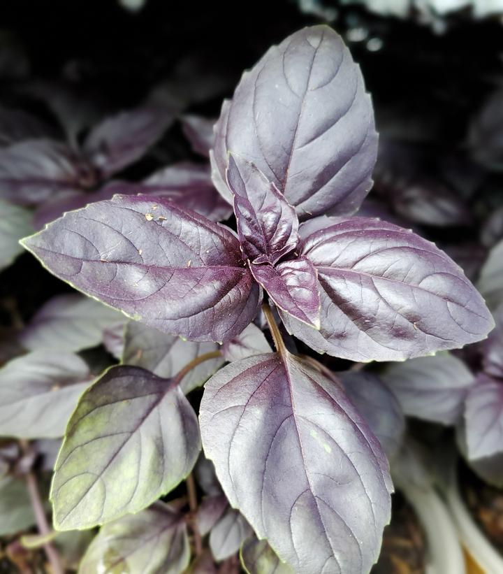 Ocimum basilicum Red Rubin