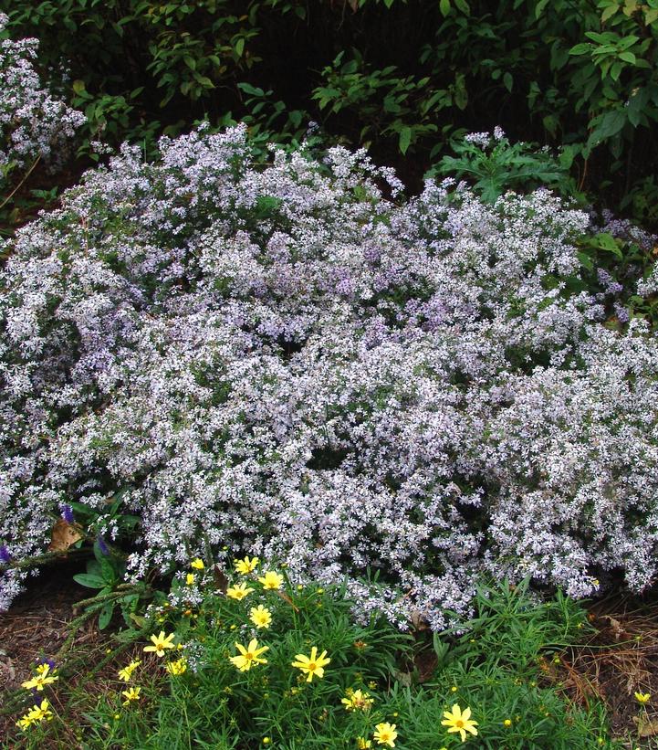Aster cordifolium 
