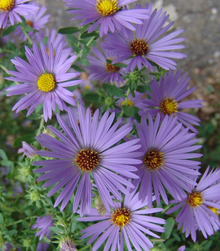 Aster oblongifolium 'October Skies'