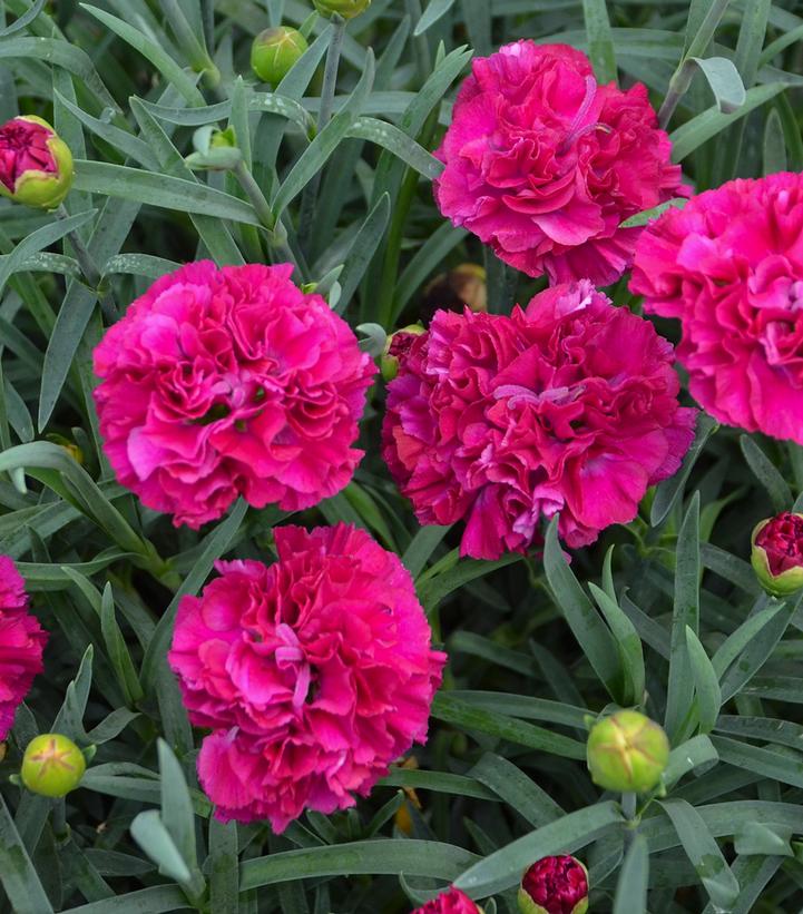 Dianthus x Fruit Punch® Funky Fuchsia