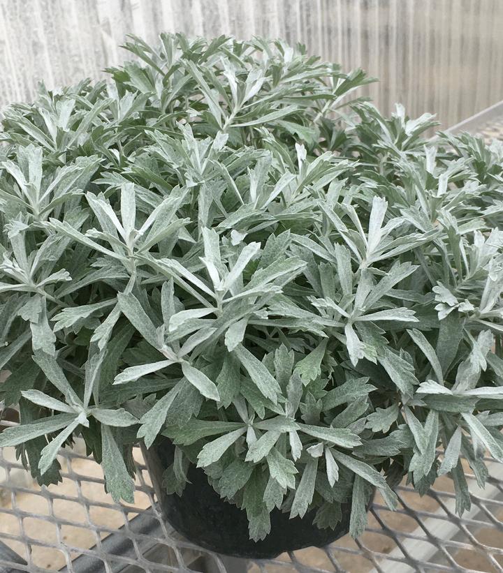 Artemisia GardenGhost™