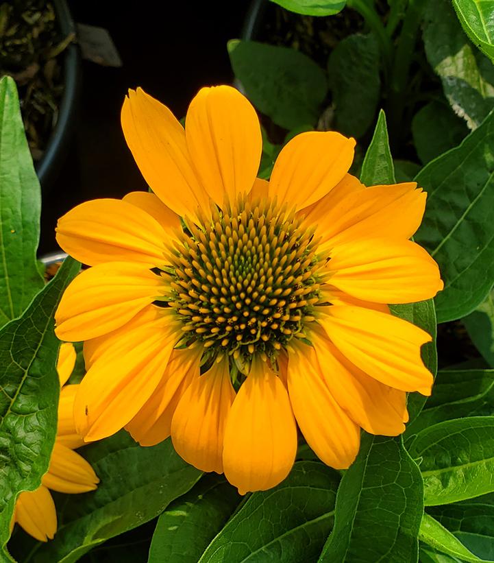 Echinacea x Artisan™ Yellow Ombre