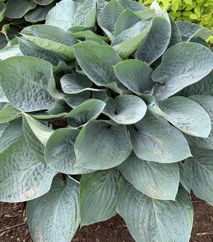 Hosta hybrid Shadowland® 'Above the Clouds'