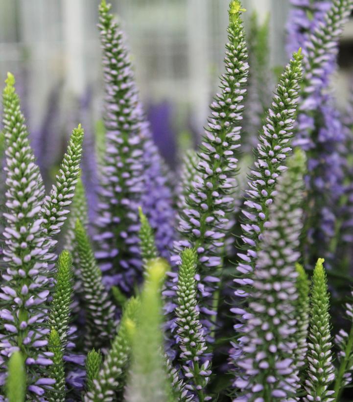 Veronica x Magic Show® 'Ever After'