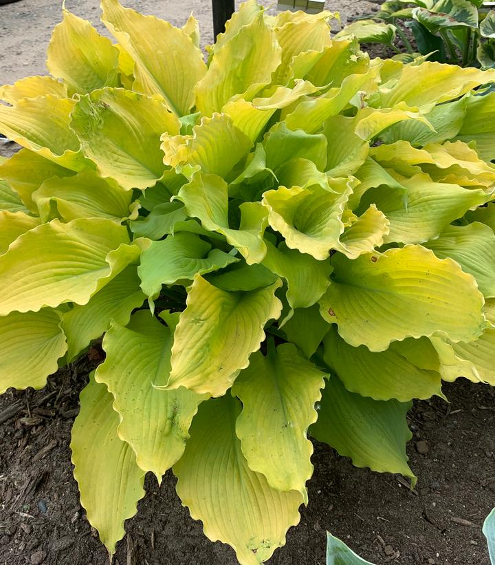 Hosta hybrid Shadowland® 'Echo the Sun'