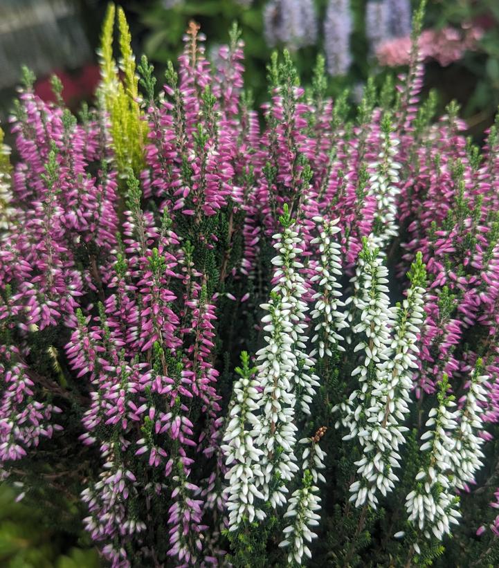 Calluna vulgaris Beauty Ladies® Trio