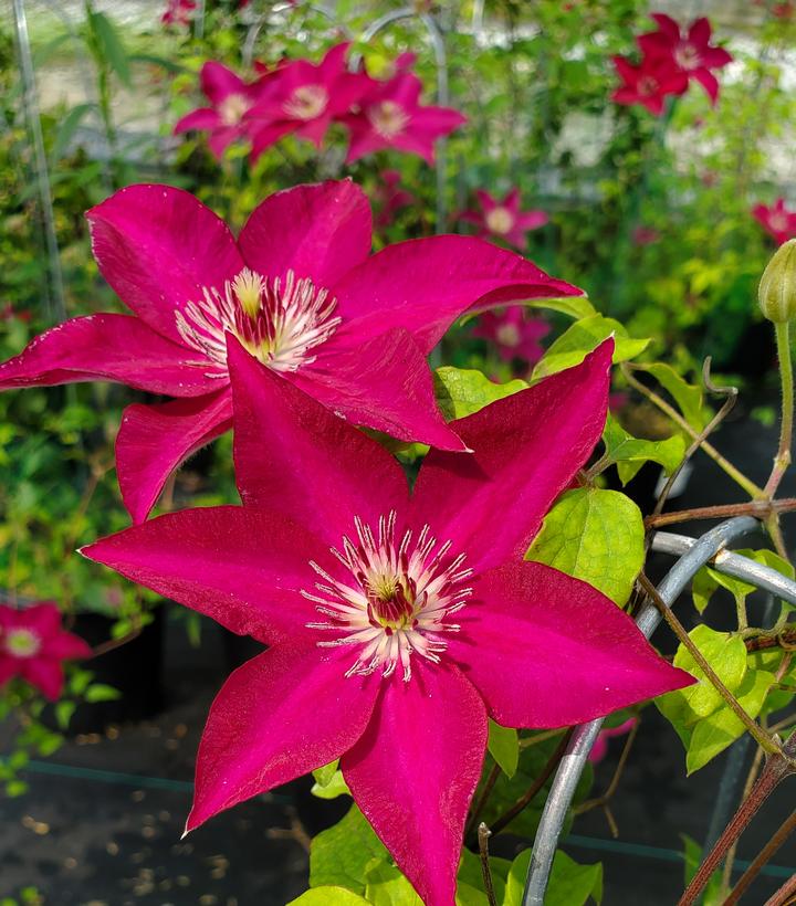 Clematis x Garland® Tekla™