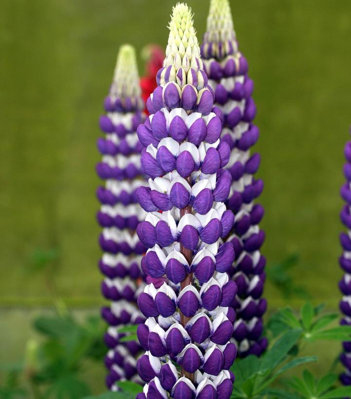 Lupinus polyphyllus West Country™ 'Blacksmith'