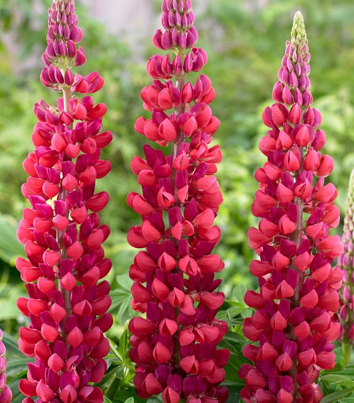 Lupinus polyphyllus Country™ 'Red Rum' West Country™ 'Red Lupine from Prides Corner