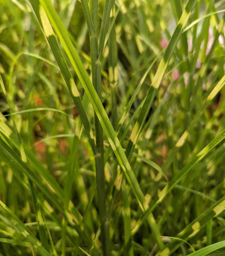 Miscanthus sinensis 'High Frequency'
