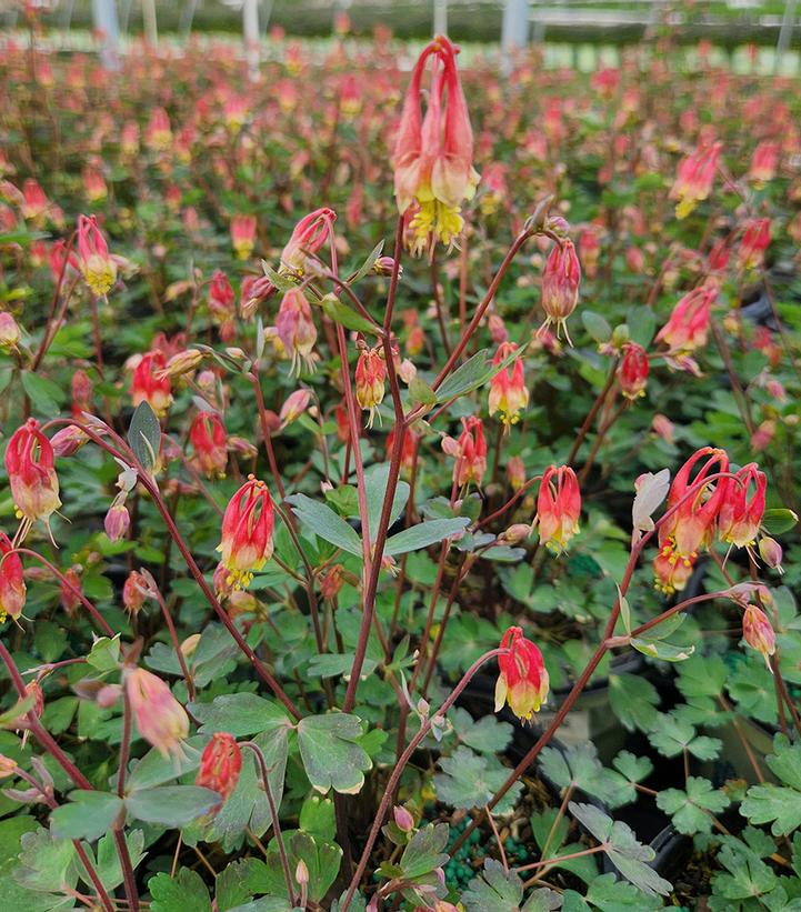 Aquilegia canadensis 'Little Lanterns'