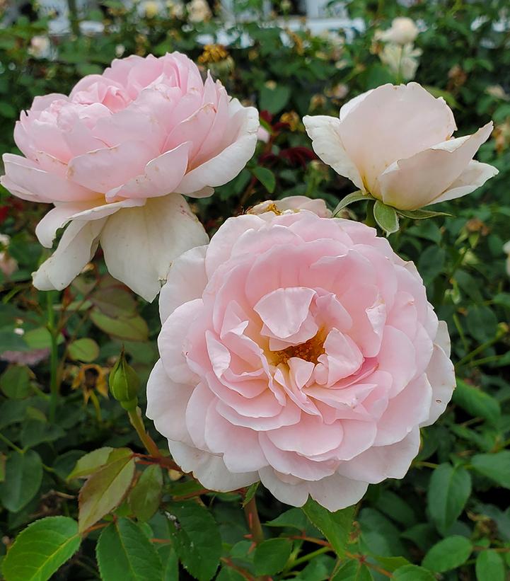 Rosa Silas Marner®