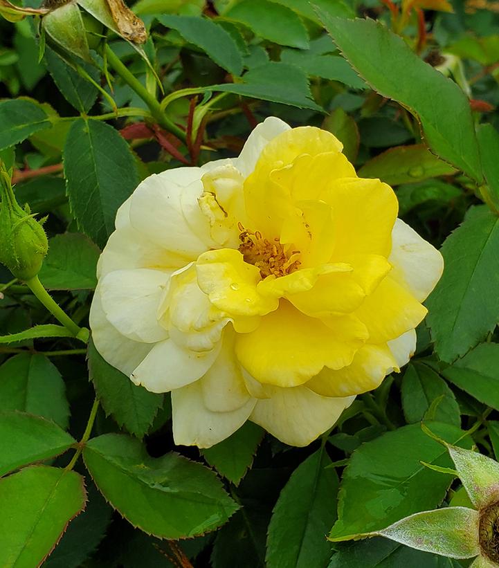 Rosa Easy Elegance® Yellow Brick Road