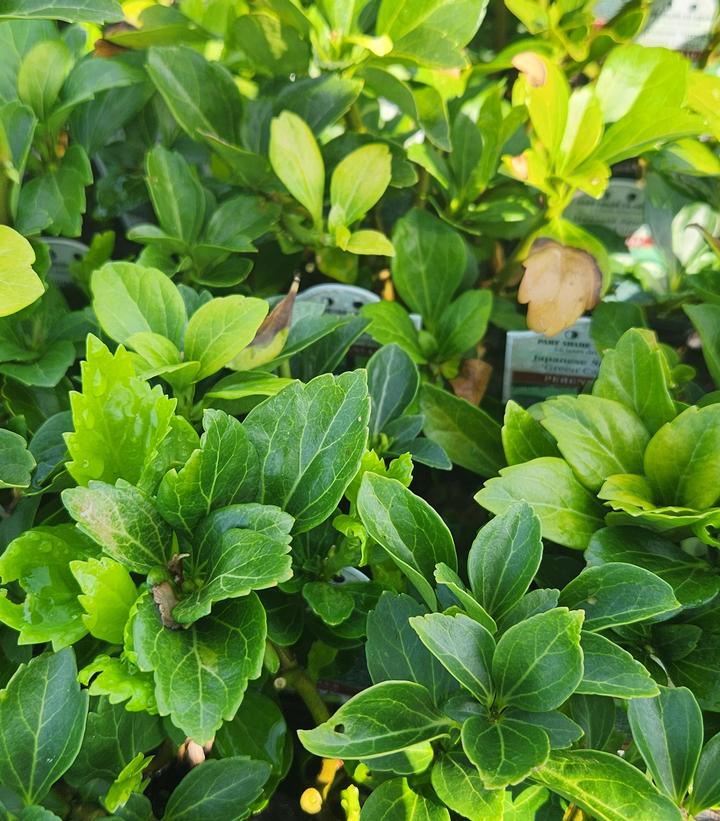 Pachysandra term. 'Green Carpet'