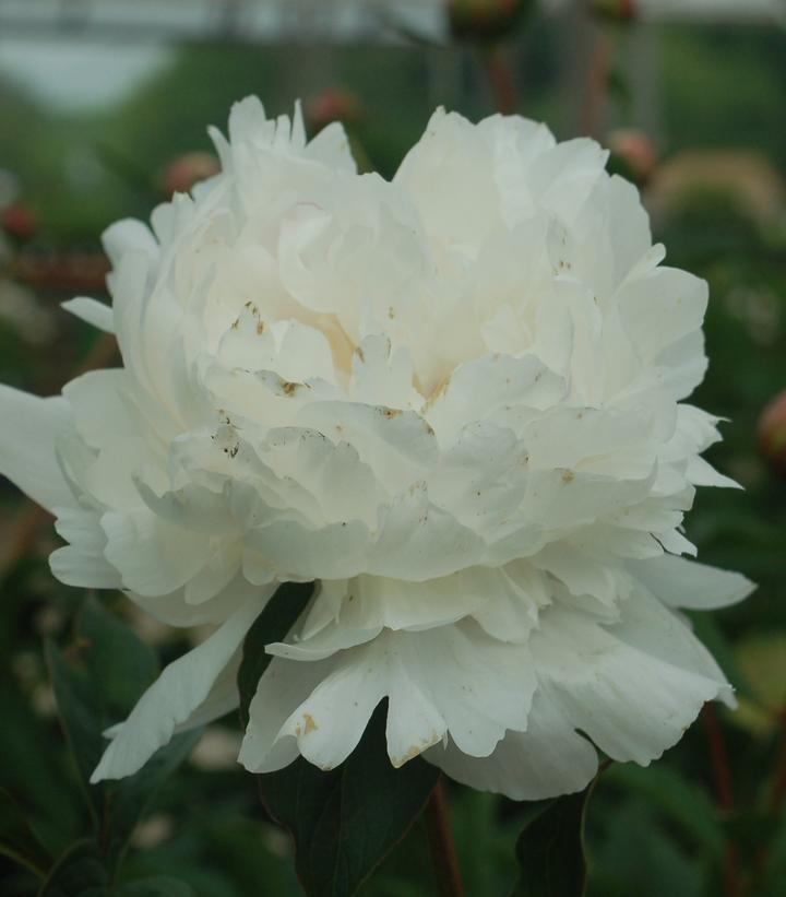 Paeonia lactiflora 'Festiva Maxima'