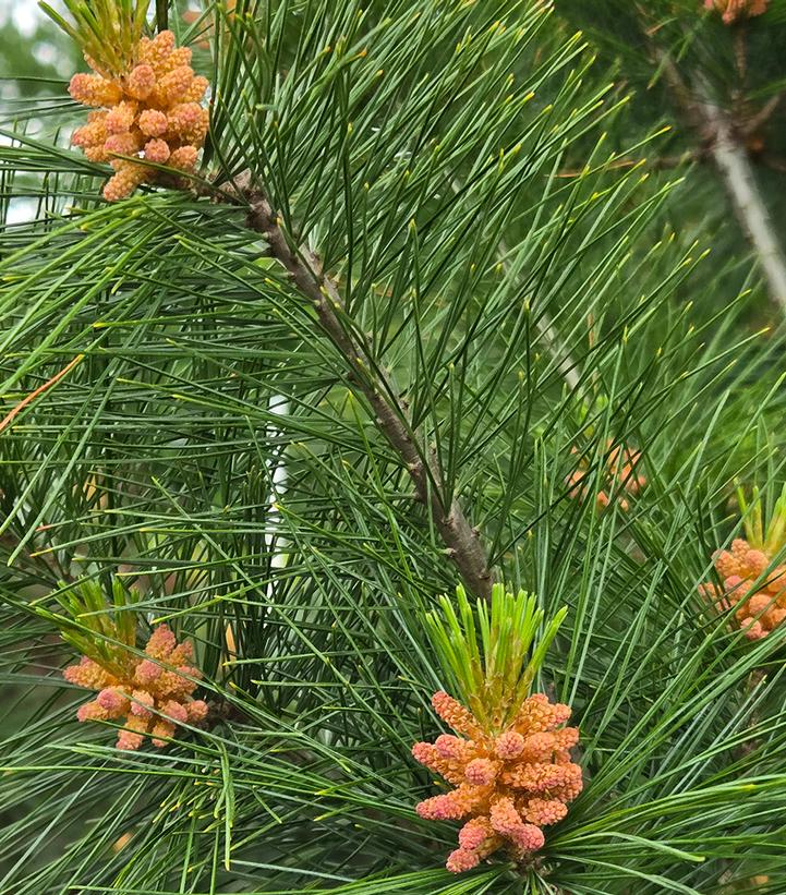 Pinus strobus 'Stowe Pillar'