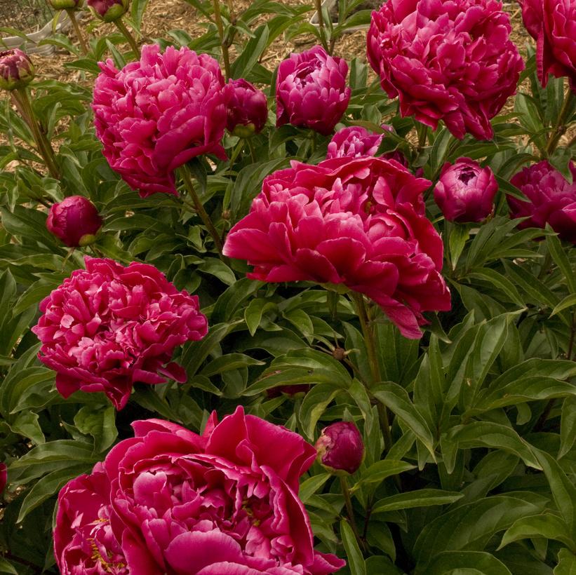 Paeonia Karl Rosenfield Karl Rosenfield Double Peony from Prides Corner  Farms