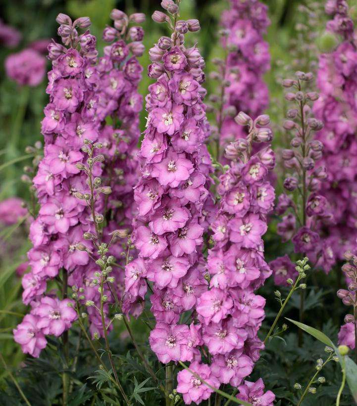 Delphinium x Delgenius™ 'Chantay'