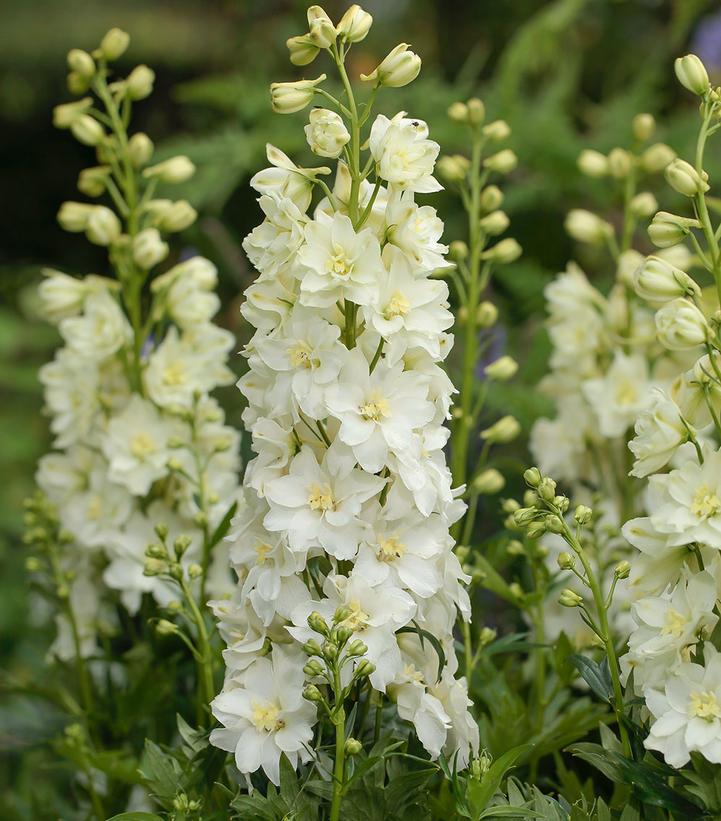 Delphinium x Delgenius™ 'Neva'