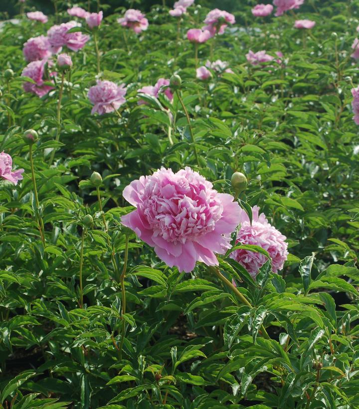 Paeonia lactiflora 'Monsieur Jules Elie'