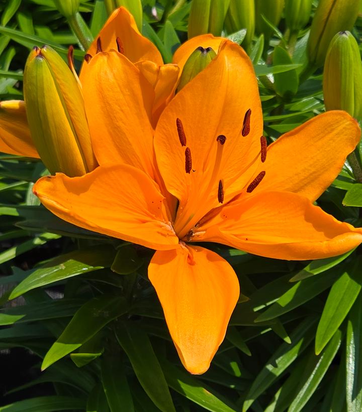 Lilium asiatic Fantasiatic Peach