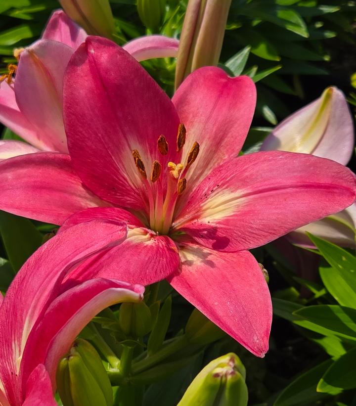 Lilium asiatic Fantasiatic Raspberry