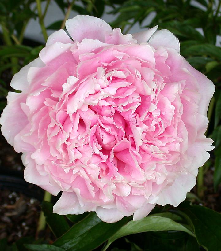 Paeonia lactiflora 'Sarah Bernhardt'