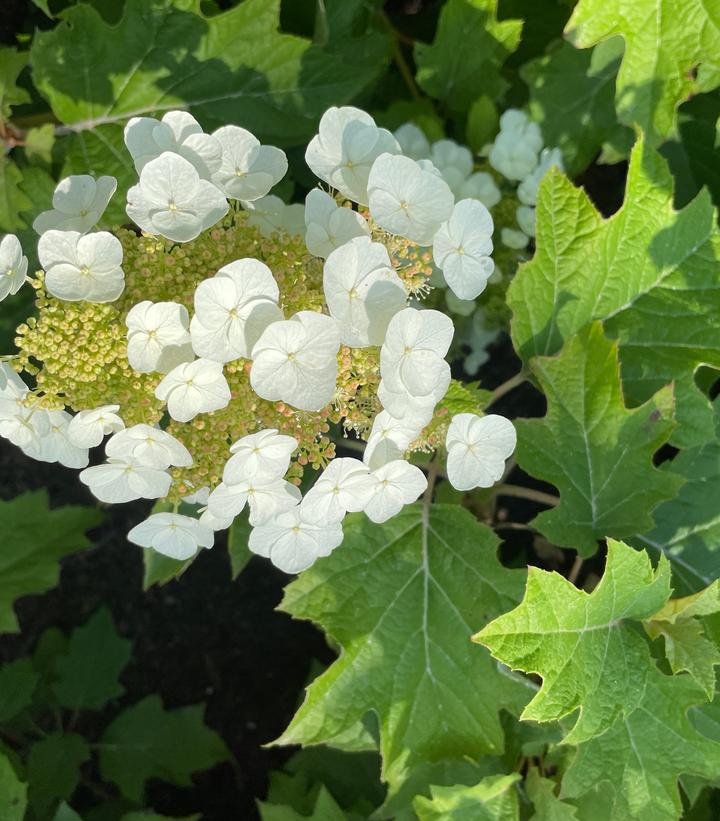 Hydrangea quercifolia Toy Soldier™