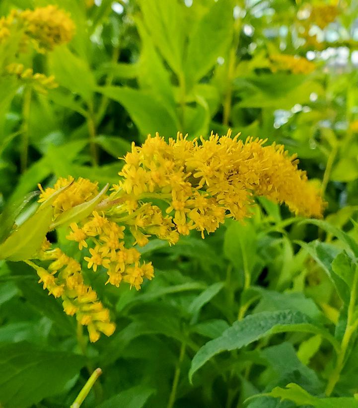 Solidago rugosa 