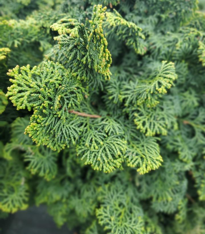 Chamaecyparis obtusa 'Kosteri'