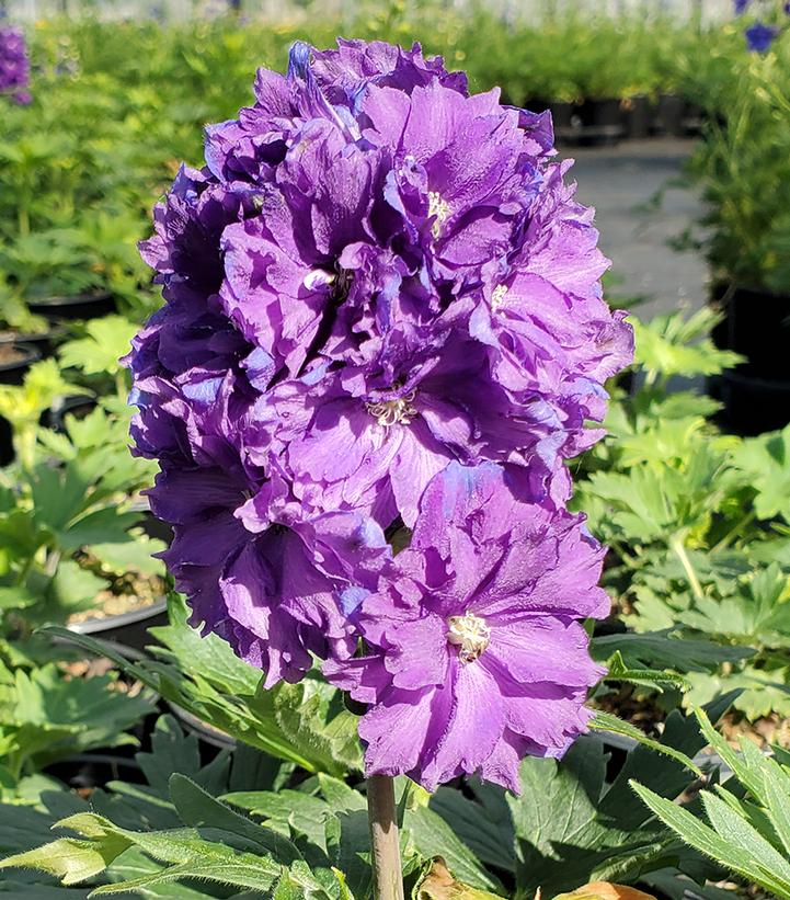 Delphinium x Delgenius™ Kingsley