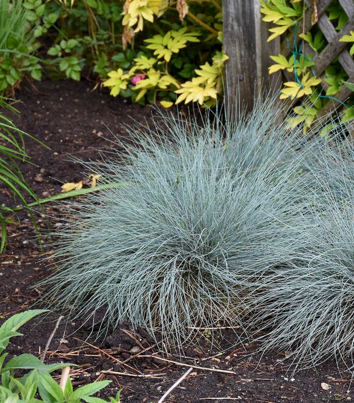 Festuca glauca 'Blue Whiskers'