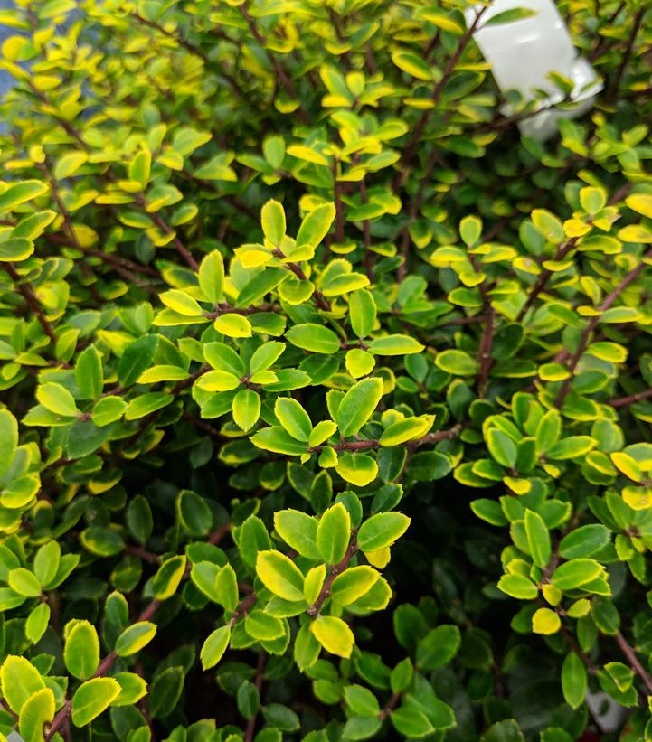 Ilex crenata 'Golden Helleri'