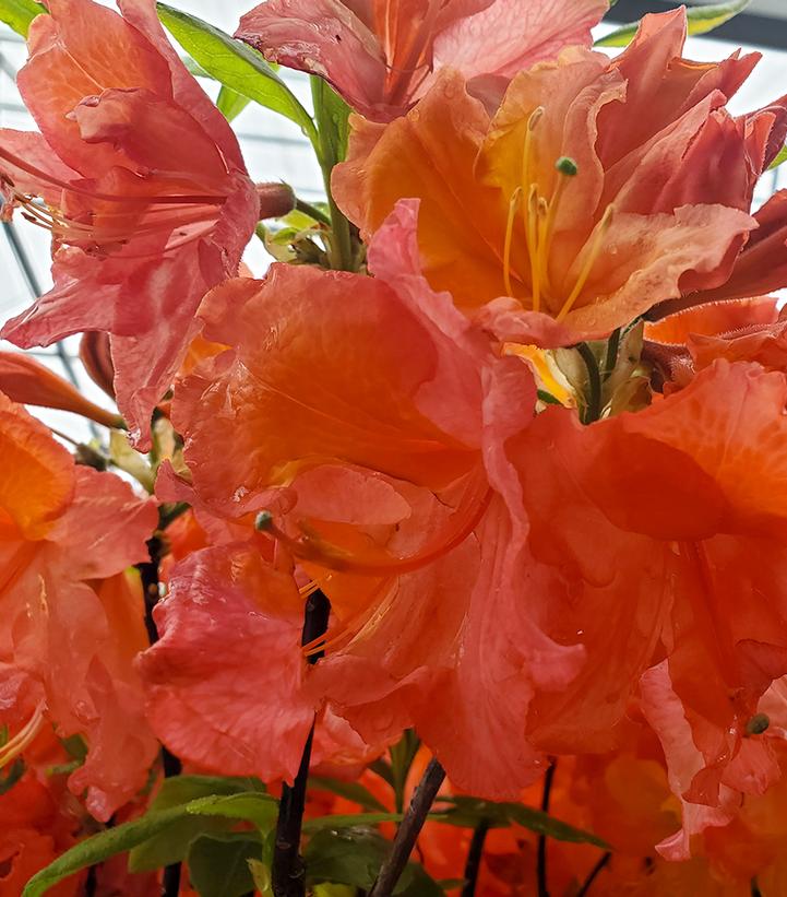 Azalea x 'Mount Saint Helens'
