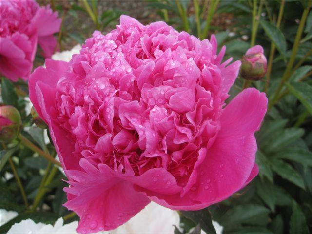 Paeonia lactiflora 'Petite Renee'
