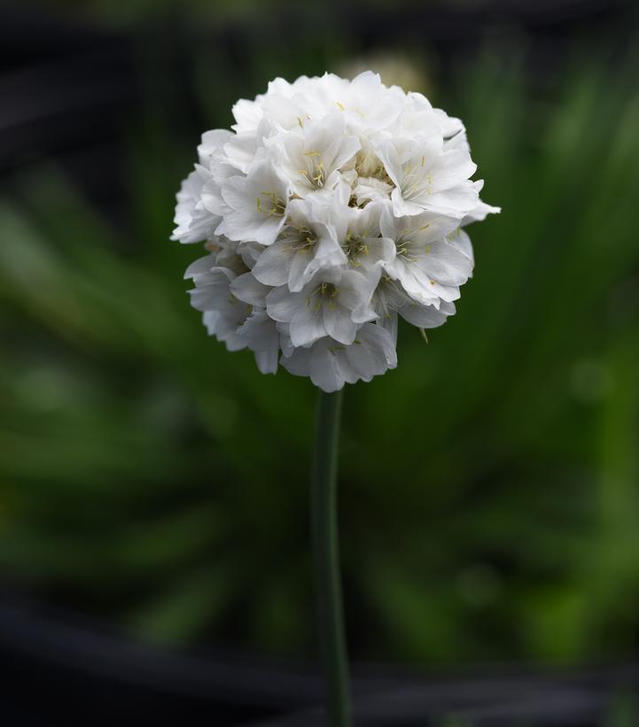 Armeria pseudarmeria Dreameria® 'Dream Clouds'