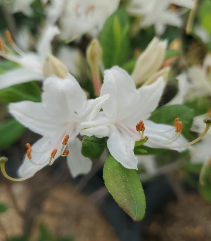 Azalea x 'Snowbird'