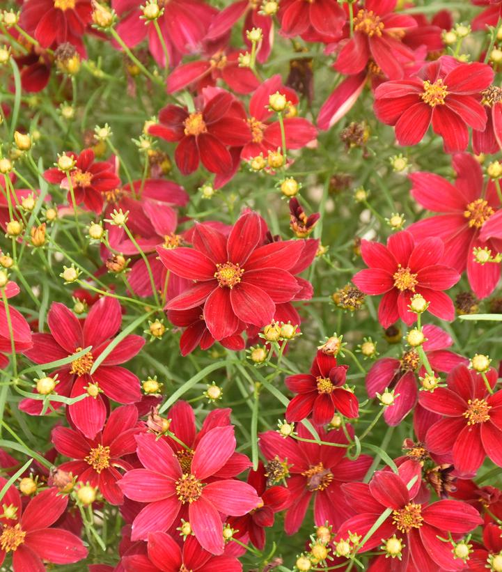 Coreopsis verticillata Designer Threads™ 'Scarlet Ribbons'