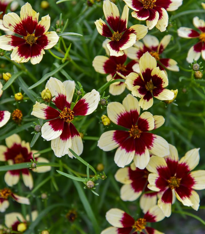 Coreopsis verticillata Designer Threads™ 'Creamy Calico'
