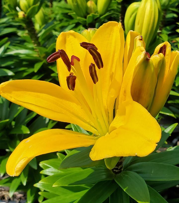 Lilium asiatic 'Charlotte's Joy'