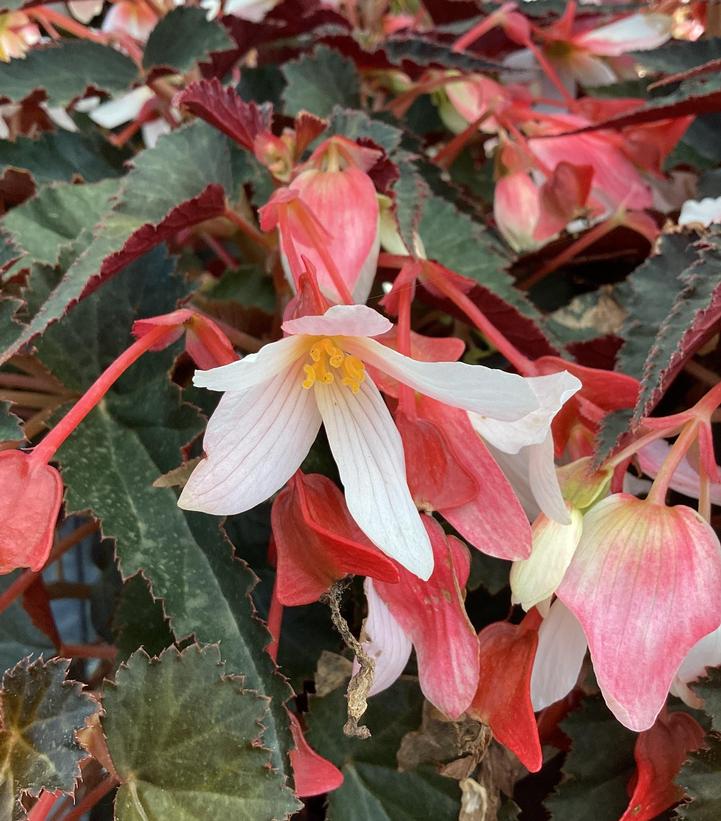Begonia 