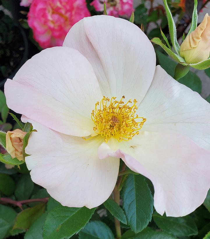 Rosa 'Sally Holmes'
