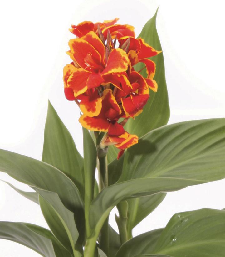 Canna Cannova® Red Golden Flame