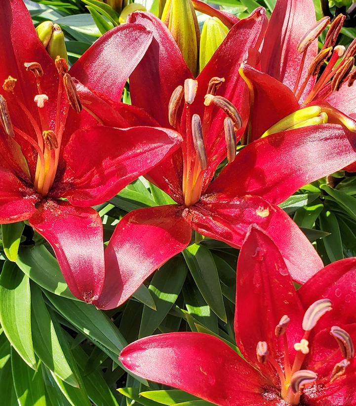 Lilium asiatic 'Matrix Red'