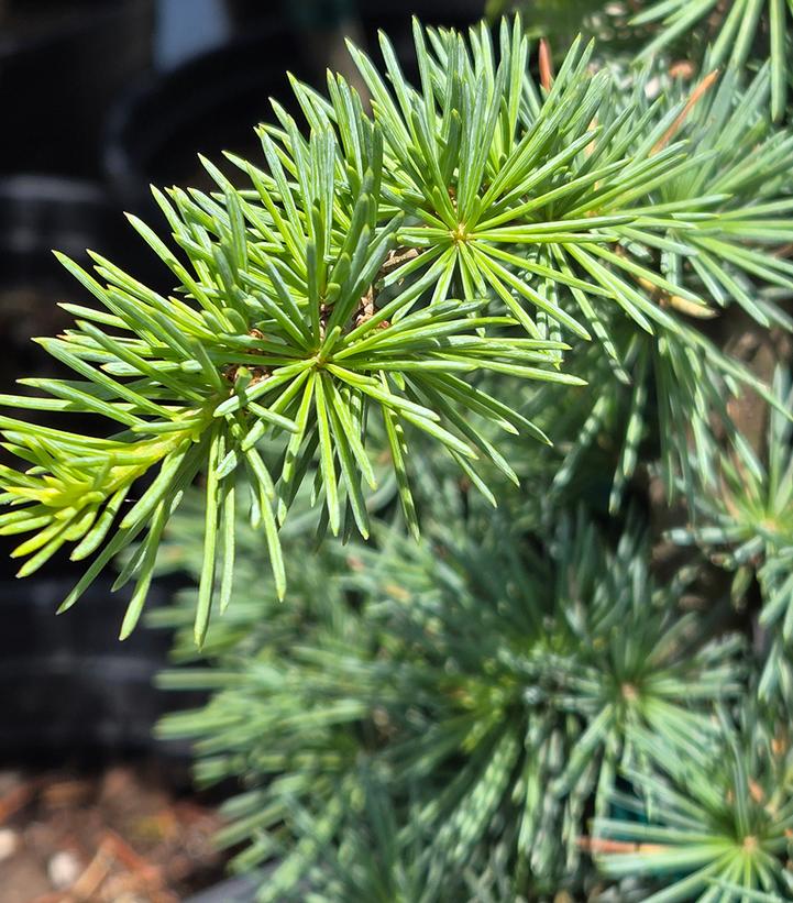 Cedrus atlantica 'Fastigiata'