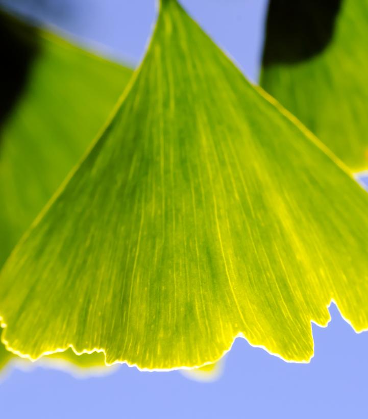 Ginkgo biloba 