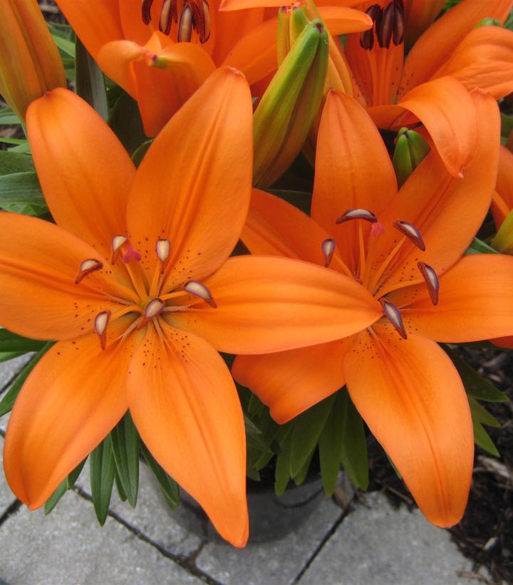 Lilium asiatic 'Matrix Orange'