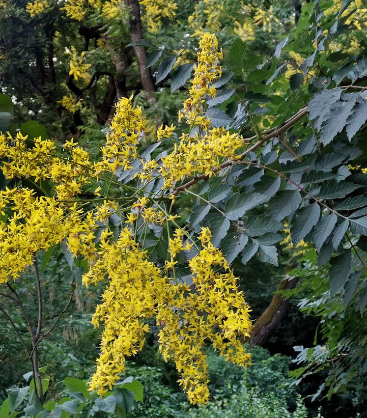 Koelreuteria paniculata 
