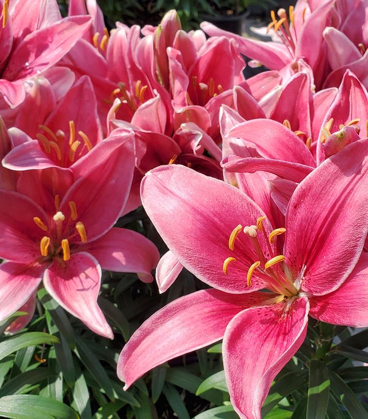 Lilium asiatic 'Pippa Joy'
