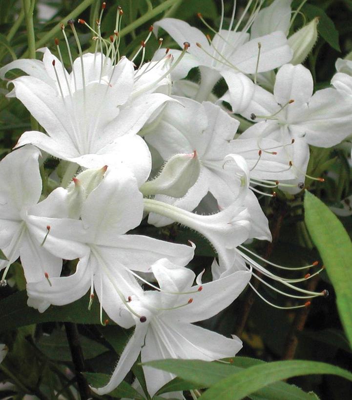 Azalea x 'Weston's Innocence'